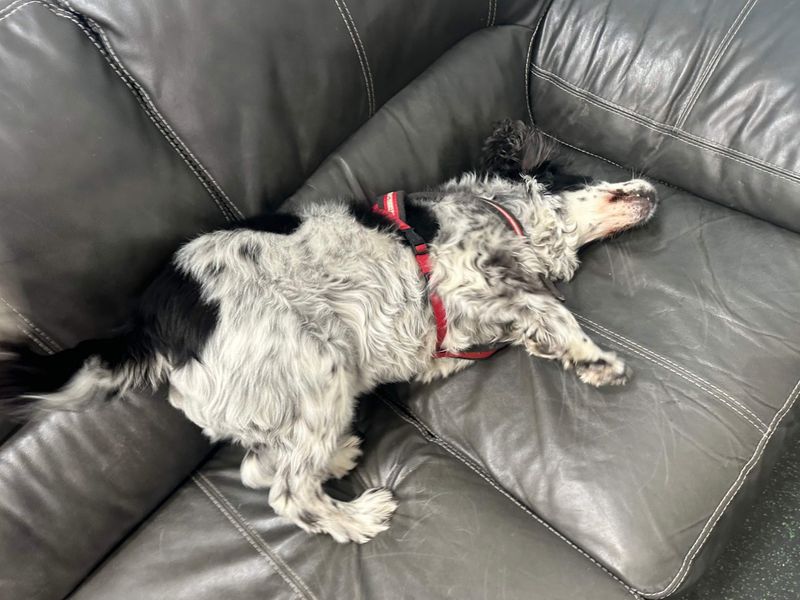 undefined | Spaniel (English Springer) | undefined - 4