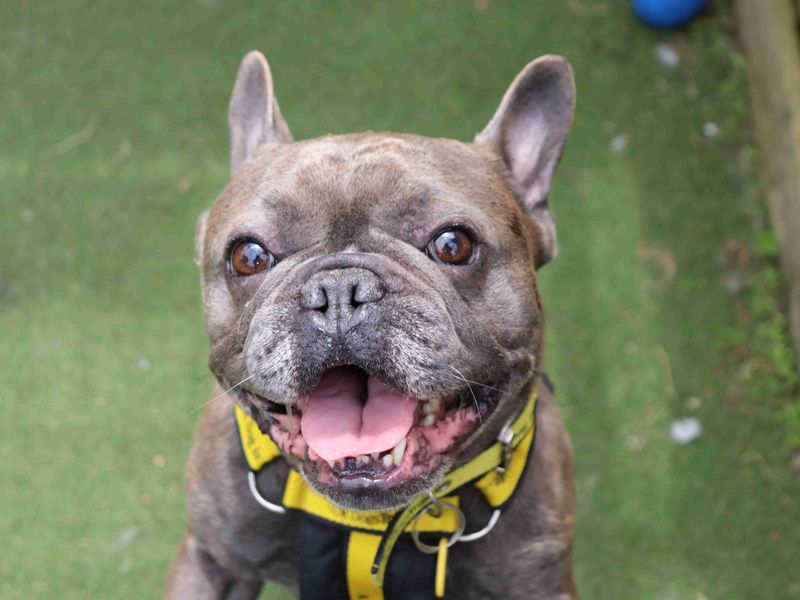 Blaze | French Bulldog | Glasgow - 4