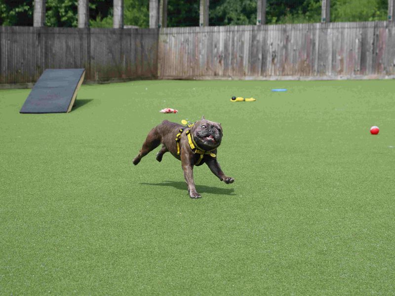 Blaze | French Bulldog | Glasgow - 3