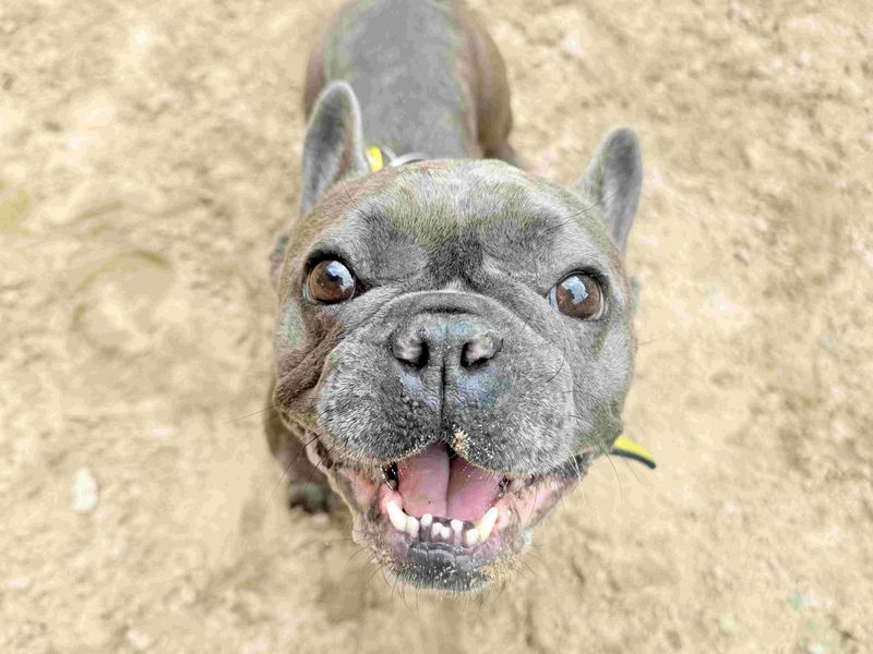 Blaze | French Bulldog | Glasgow - 6