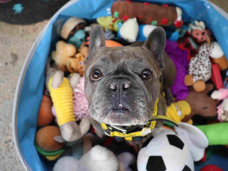 Blaze | French Bulldog | Glasgow - 5
