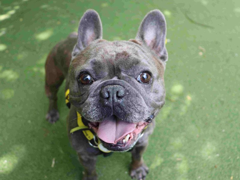 Blaze | French Bulldog | Glasgow - 2