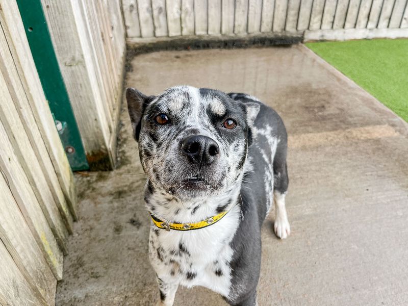 undefined | Australian Cattle Dog Cross | undefined - 2
