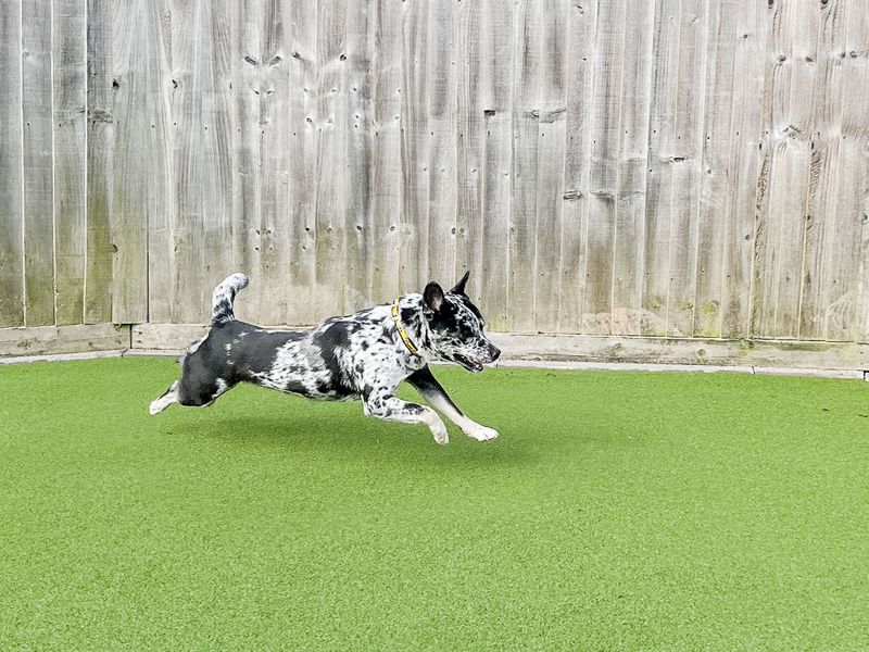 undefined | Australian Cattle Dog Cross | undefined - 8