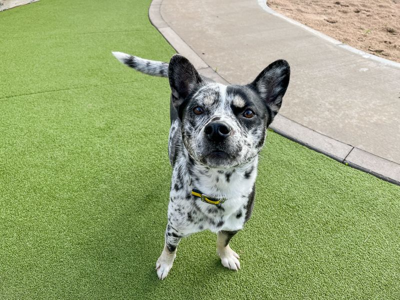 undefined | Australian Cattle Dog Cross | undefined - 5