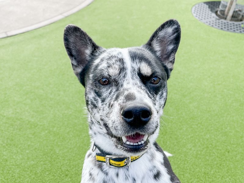 undefined | Australian Cattle Dog Cross | undefined - 3