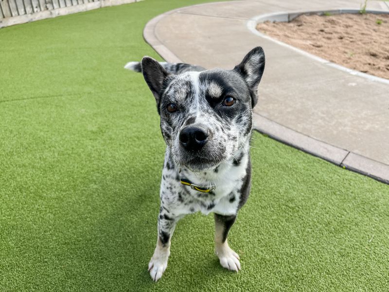 undefined | Australian Cattle Dog Cross | undefined - 1