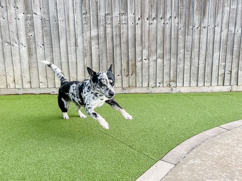 undefined | Australian Cattle Dog Cross | undefined - 9