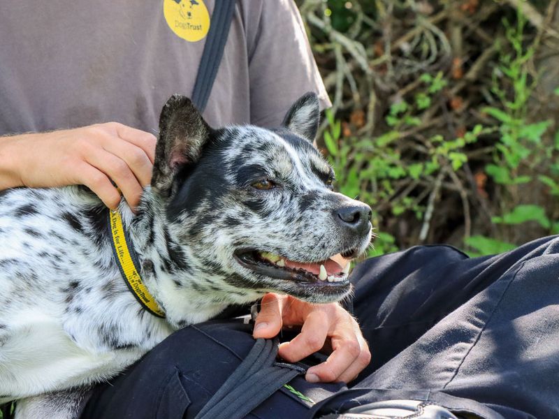 undefined | Australian Cattle Dog Cross | undefined - 6
