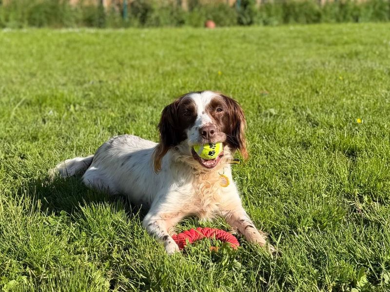 undefined | Spaniel (English Springer) | undefined - 3