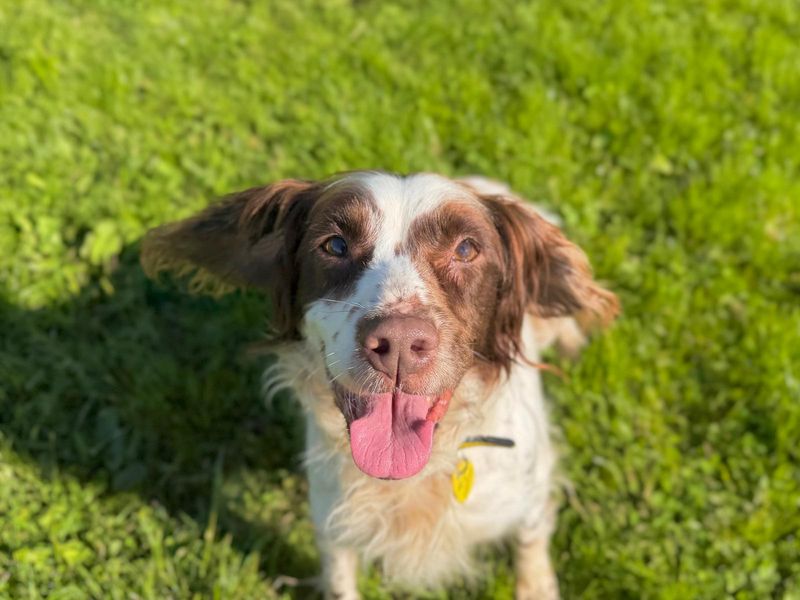 undefined | Spaniel (English Springer) | undefined - 1
