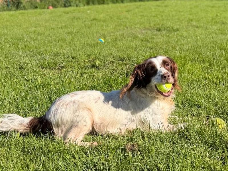 Springer Spaniel Dogs And Puppies For Adoption
