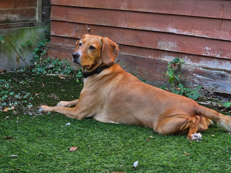 Sadie | Spaniel (Cocker) Cross | Shoreham (Sussex) - 4