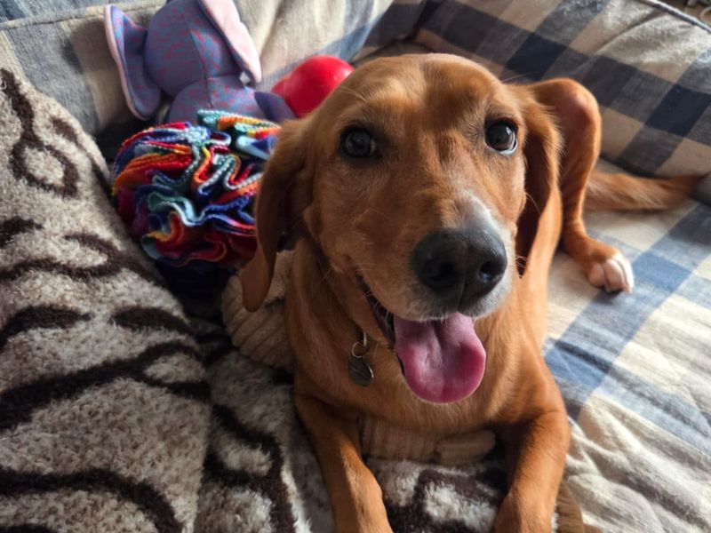 Sadie | Spaniel (Cocker) Cross | Shoreham (Sussex) - 5