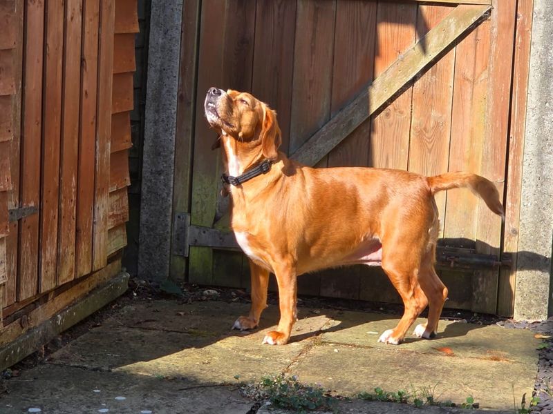 Sadie | Spaniel (Cocker) Cross | Shoreham (Sussex) - 3