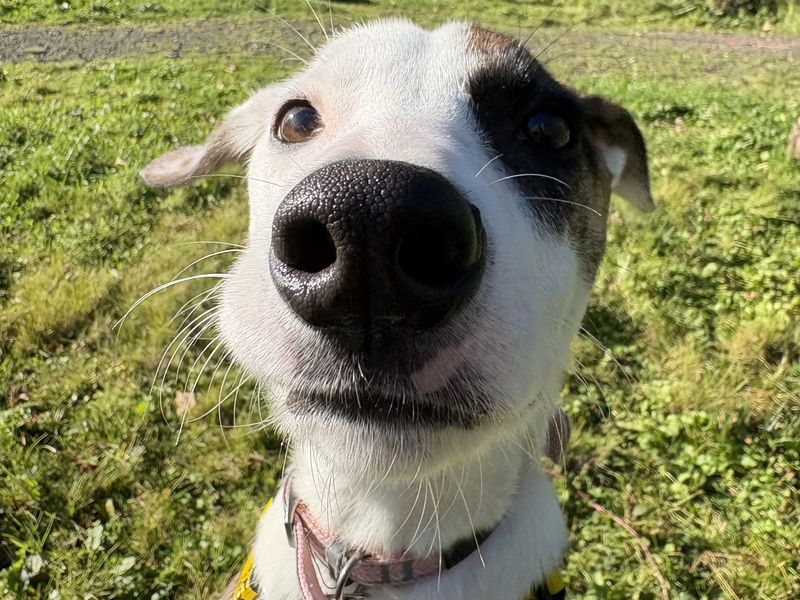 Izzy | Whippet Cross | Ballymena (Northern Ireland) - 2