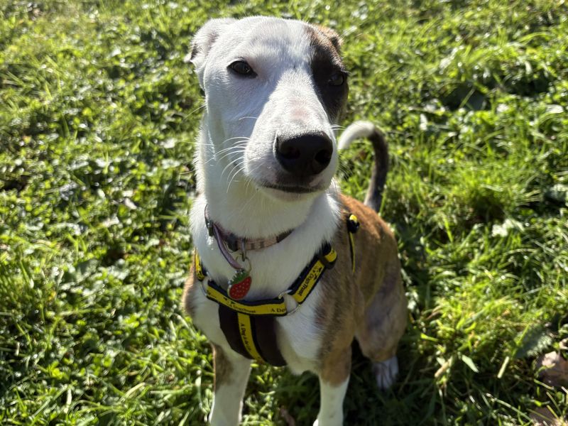 Izzy | Whippet Cross | Ballymena (Northern Ireland) - 1