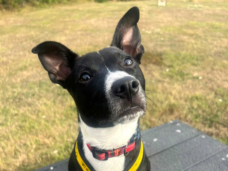 Wraggles | Terrier (Jack Russell) Cross | Harefield West London - 4