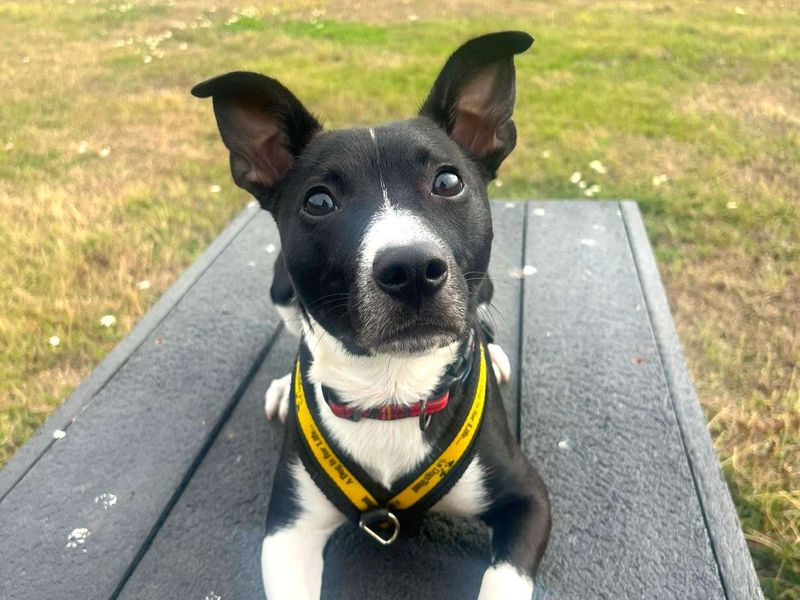 Wraggles | Terrier (Jack Russell) Cross | Harefield West London - 2