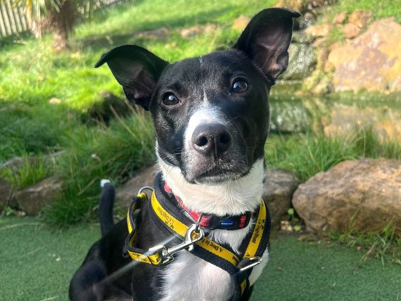 Wraggles | Terrier (Jack Russell) Cross | Harefield West London - 3