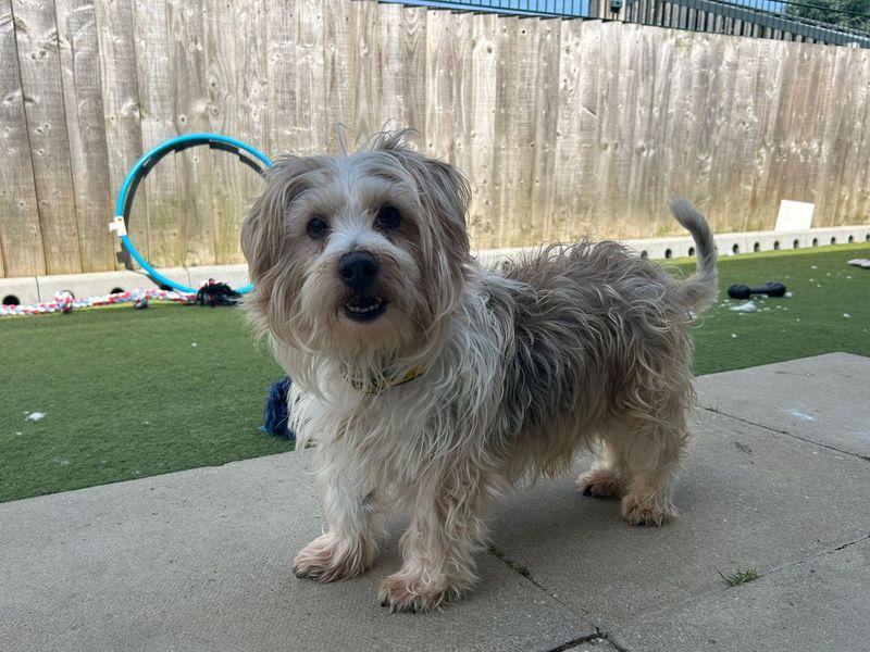 Dillan | Terrier (Jack Russell) Cross | Snetterton (Norfolk) - 3