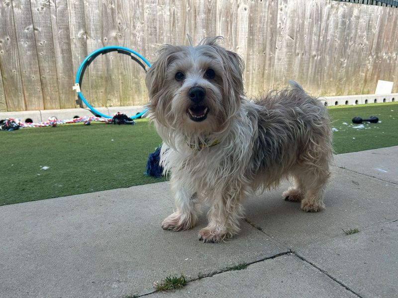 Dillan | Terrier (Jack Russell) Cross | Snetterton (Norfolk) - 6