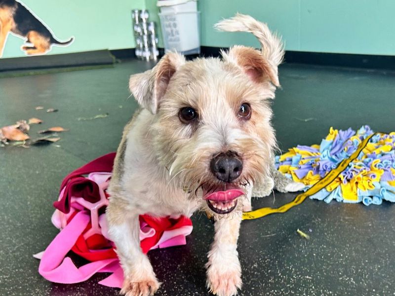 Dillan | Terrier (Jack Russell) Cross | Snetterton (Norfolk) - 2