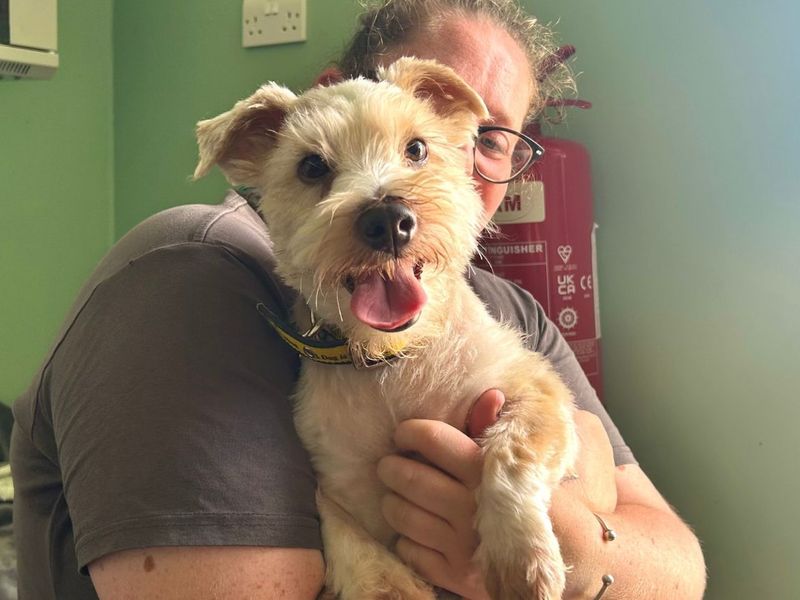 Dillan | Terrier (Jack Russell) Cross | Snetterton (Norfolk) - 7