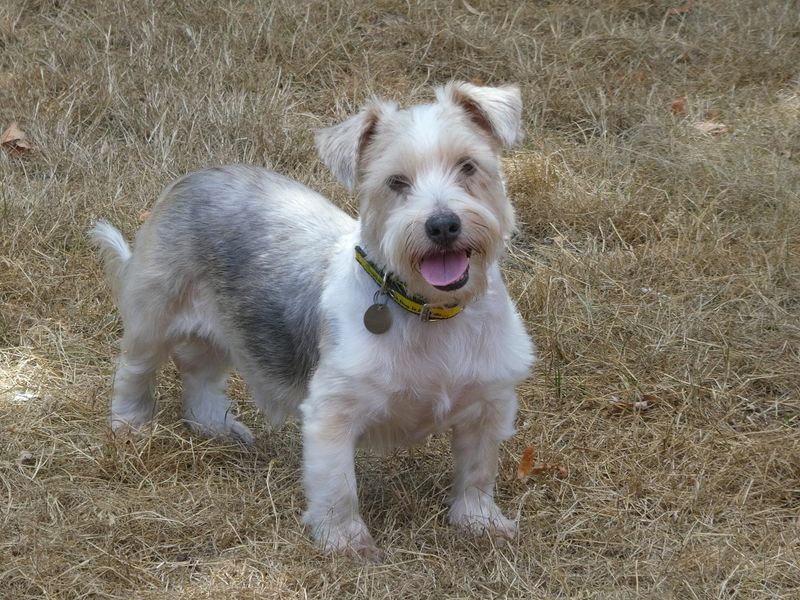 Dillan | Terrier (Jack Russell) Cross | Snetterton (Norfolk) - 4