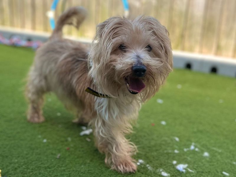 undefined | Terrier (Jack Russell) Cross | undefined - 3