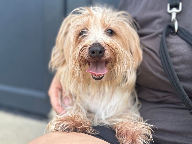 undefined | Terrier (Jack Russell) Cross | undefined - 3