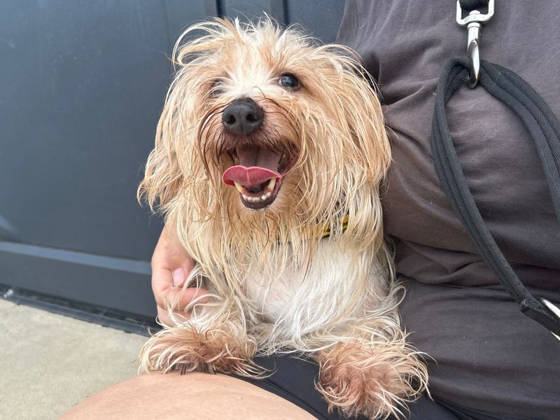 undefined | Terrier (Jack Russell) Cross | undefined - 2