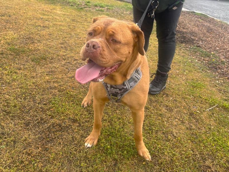 undefined | Dogue De Bordeaux | undefined - 2