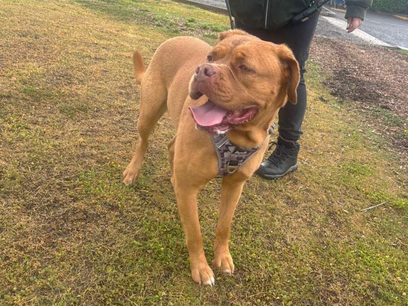 undefined | Dogue De Bordeaux | undefined - 3