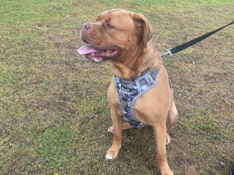 undefined | Dogue De Bordeaux | undefined - 1