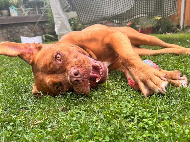 Daisy | Dogue De Bordeaux | Canterbury - 5