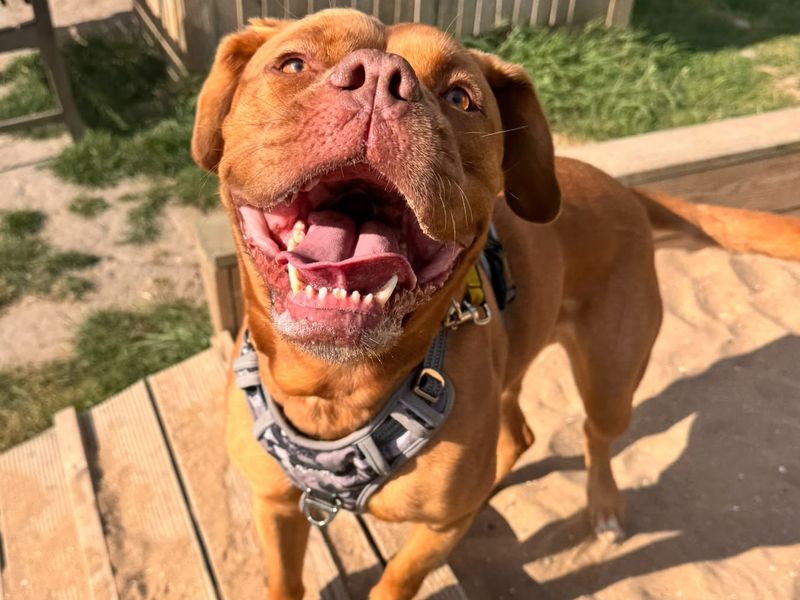 Daisy | Dogue De Bordeaux | Canterbury - 3