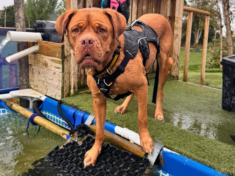 Daisy | Dogue De Bordeaux | Canterbury - 2
