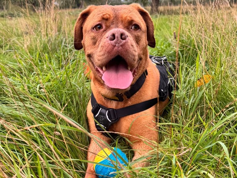 Daisy | Dogue De Bordeaux | Canterbury - 4