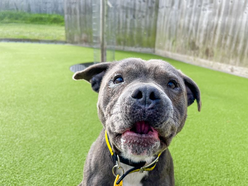 Staffordshire Bull Terrier Dogs And Puppies For Adoption