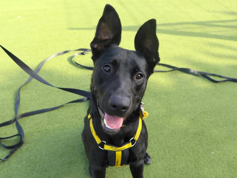 undefined | German Shepherd Dog Cross | undefined - 2