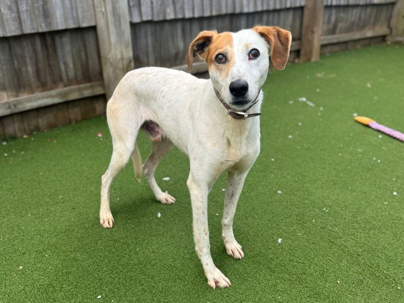 undefined | Lurcher | undefined - 1