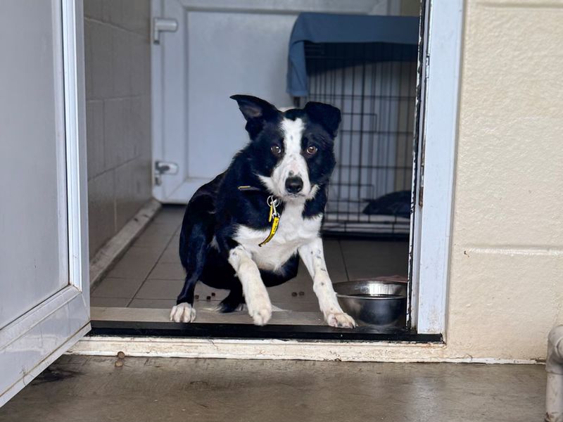 undefined | Collie (Border) | undefined - 1