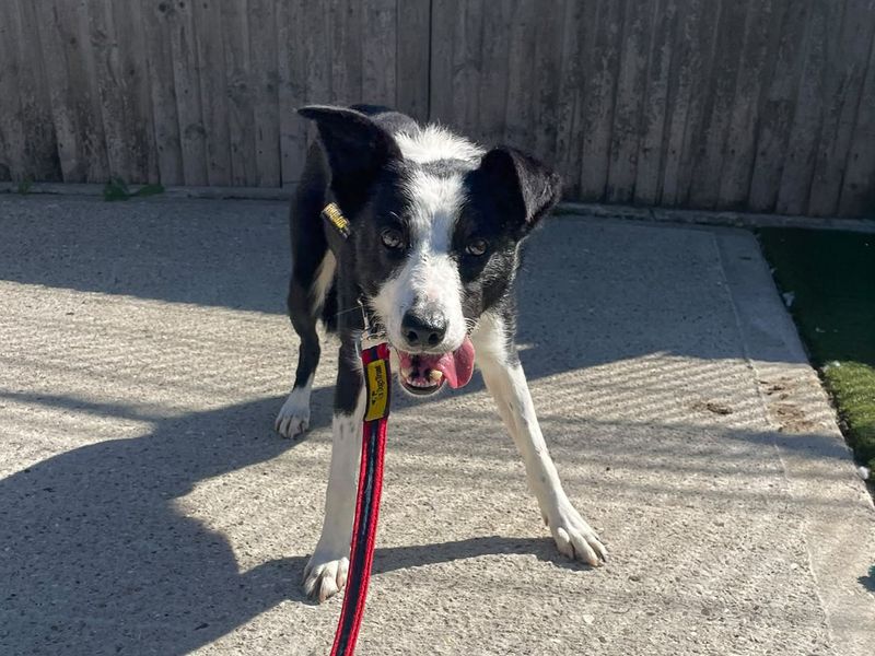 Vimto | Collie (Border) | Basildon (Essex) - 2