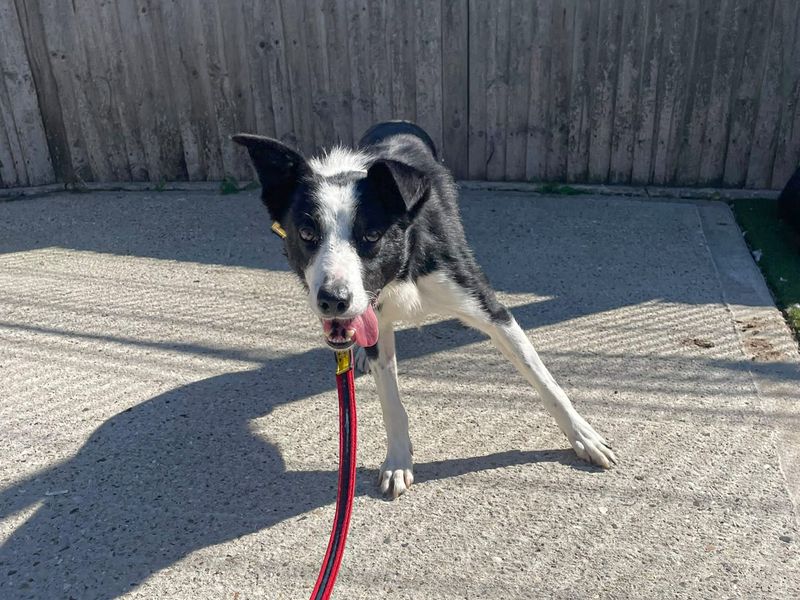 Vimto | Collie (Border) | Basildon (Essex) - 3