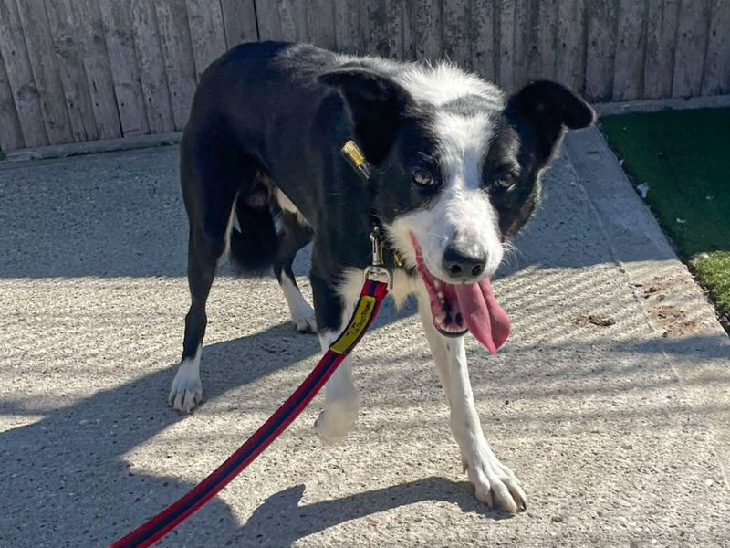 Vimto | Collie (Border) | Basildon (Essex) - 5