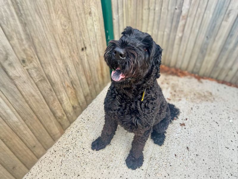 Kiwi | Terrier (Russian Black) | Basildon (Essex) - 1
