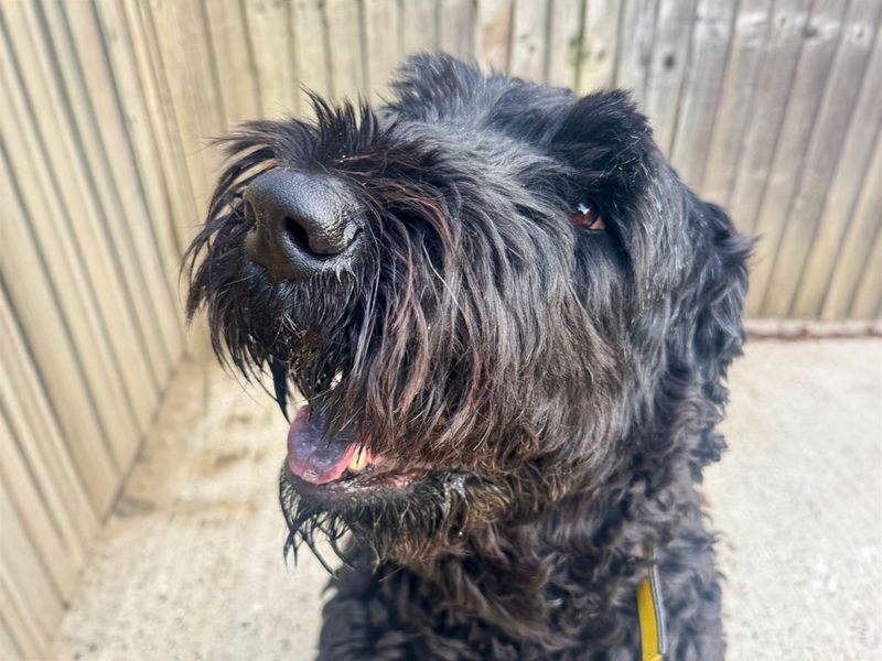 Kiwi | Terrier (Russian Black) | Basildon (Essex) - 2