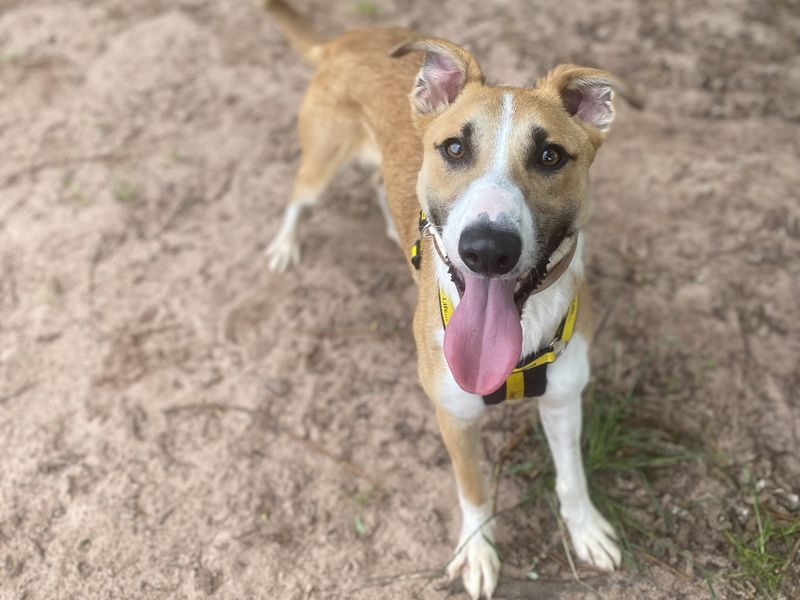 undefined | Lurcher | undefined - 5