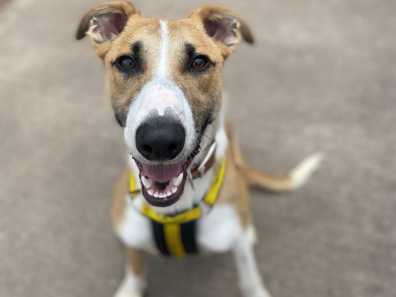 undefined | Lurcher | undefined - 2